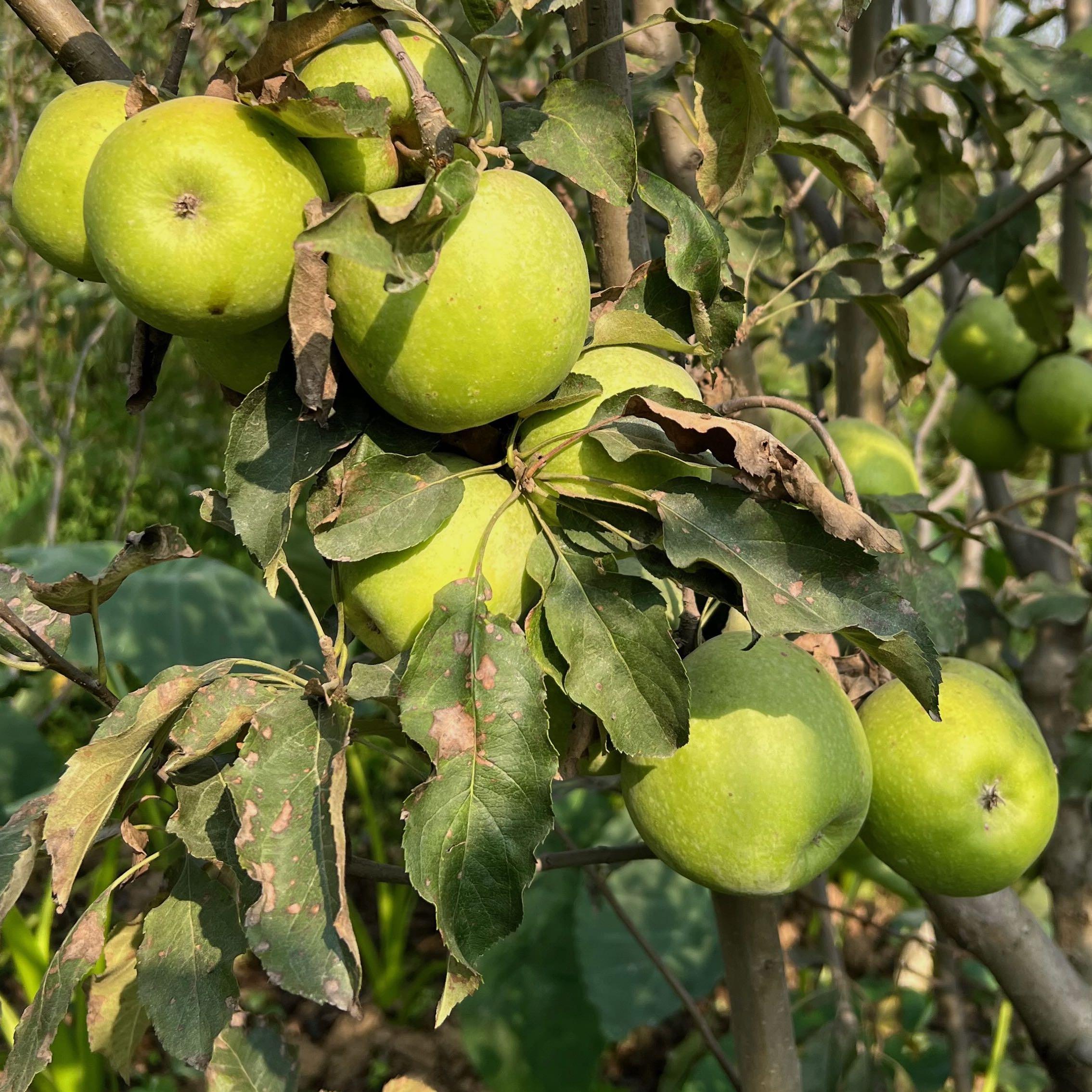 Green Apple, Granny Smith Golden Bay Fruit Orchards, NZ