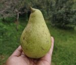 Tumba Pear